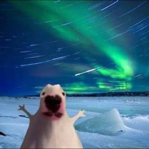 Meet your Posher, Max